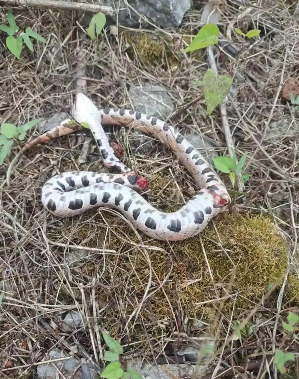 下手真狠，蛇头都给打歪了。