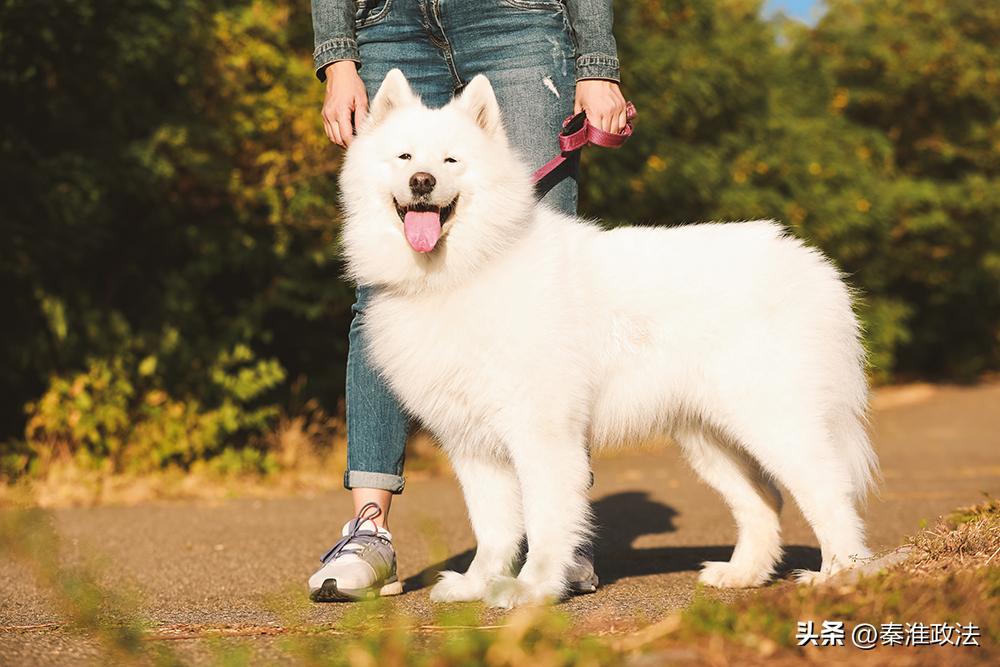 萨摩耶被扔下楼要判多久,萨摩耶被打死后续