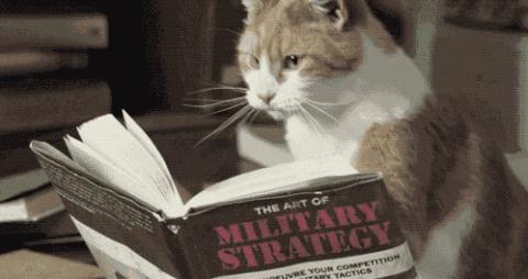 养宠家常备药有哪些,从业7年宠医分享新手养猫10条建议