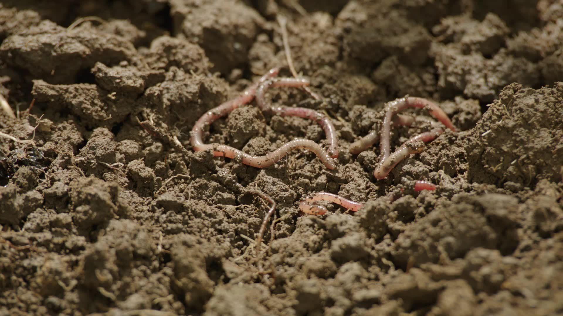 用什么来诱捕野生蚯蚓,电捕野生蚯蚓为什么禁止
