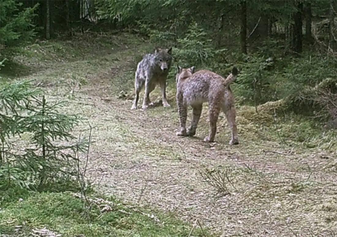 蒙古獒被狼咬死,狼群报复咬死牧羊犬主人团灭狼群