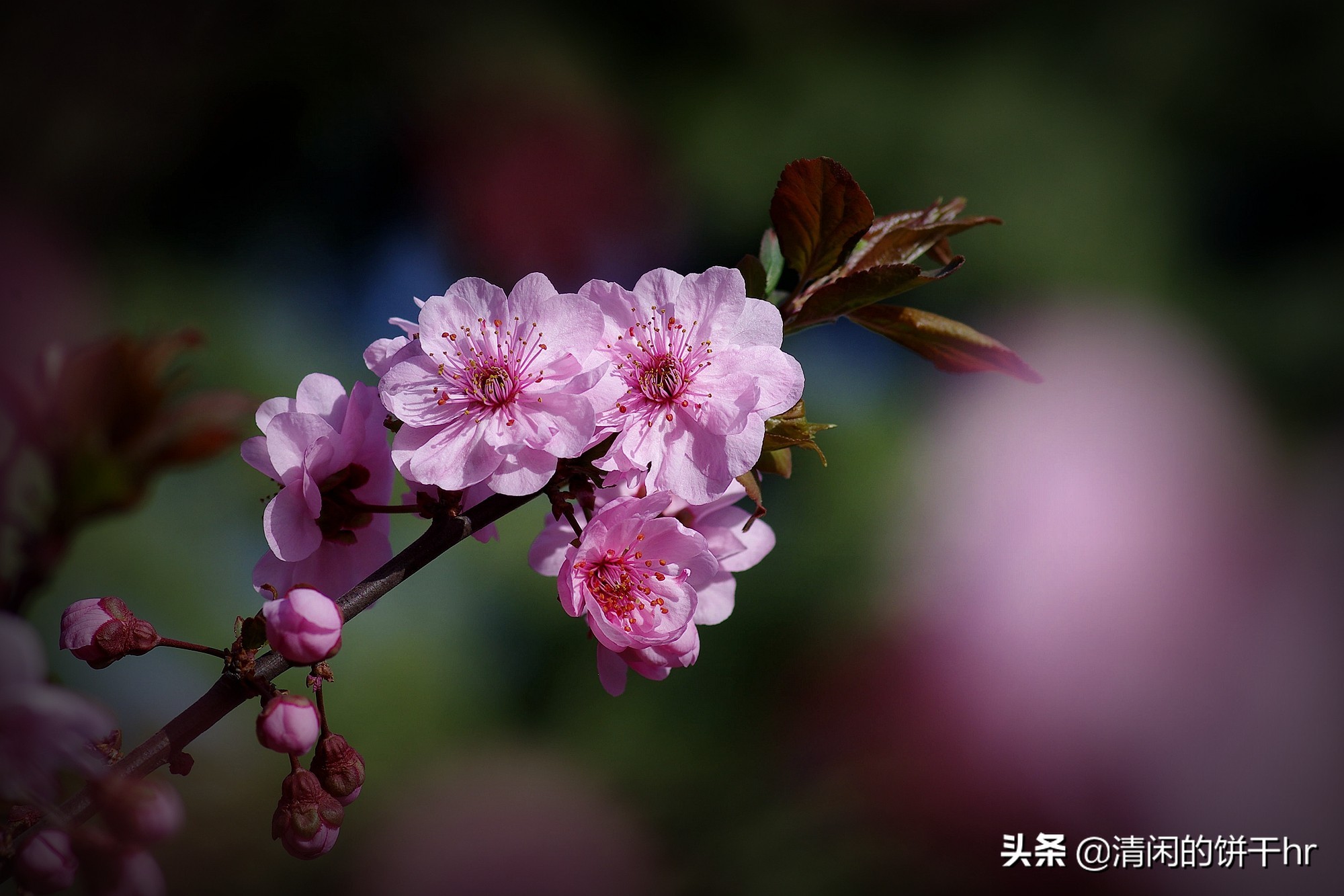 淡雅书香梅花唯美图片,淡雅梅花花卉图片