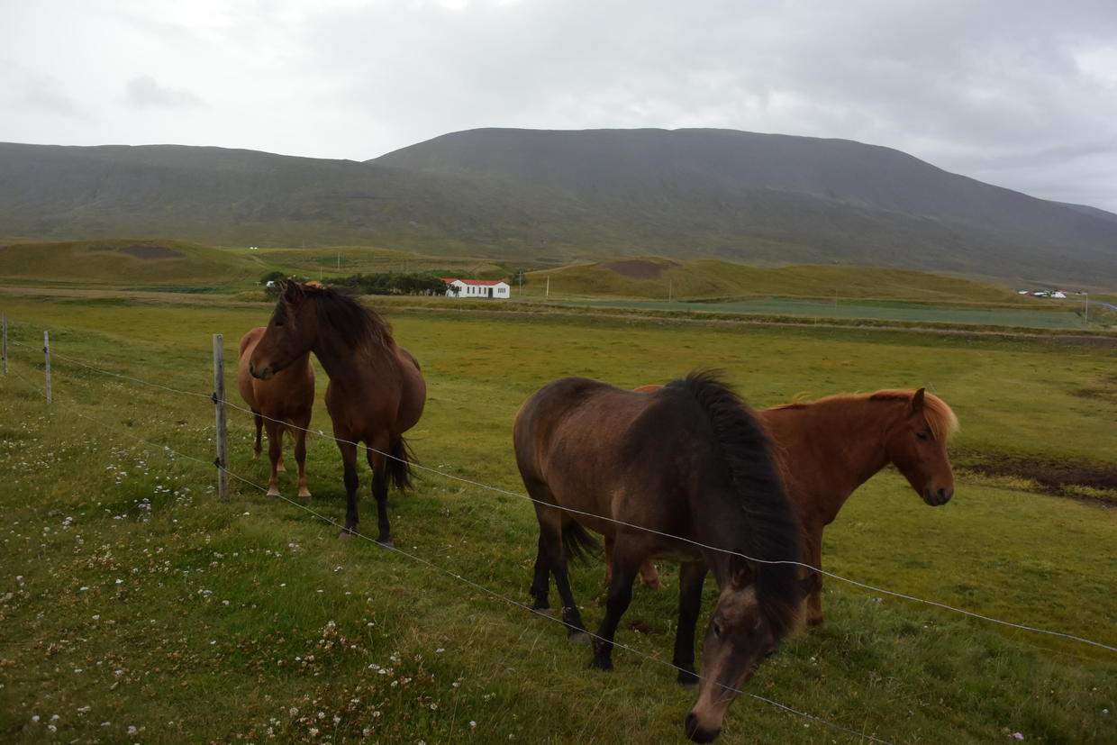 冰岛马图片欣赏,冰岛马的详细介绍