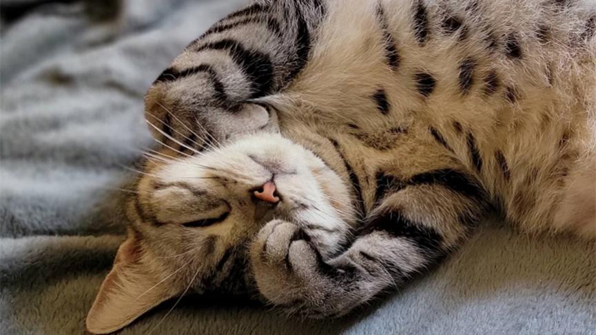 猫自己一个人在家会无聊么,猫在家待着会无聊吗