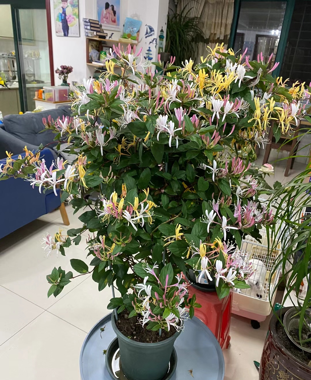 走霉运养什么花旺财运呢,养什么花好运气又旺财