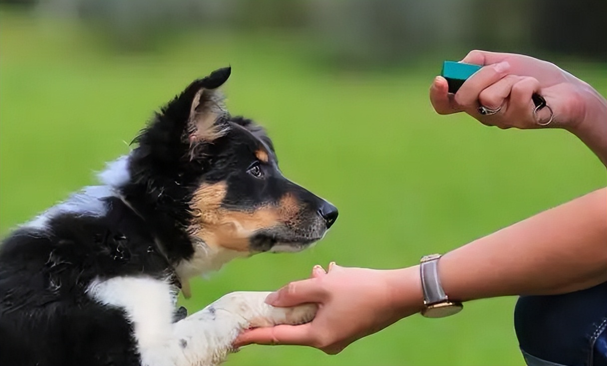 经常不遛狗会给主人带来什么祸害,不经常遛狗会怎样