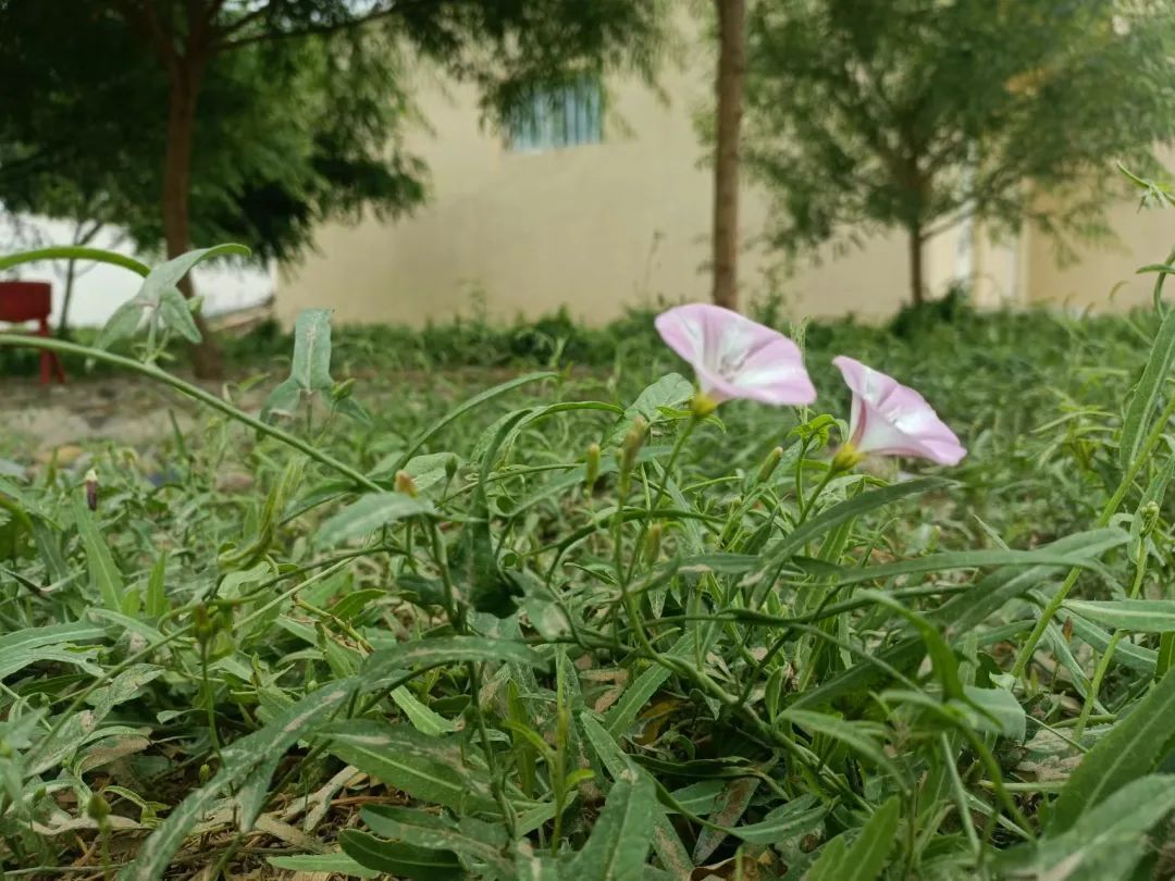 炽烈的支教（7）：企盼到雨，再企盼便是孩子的未来