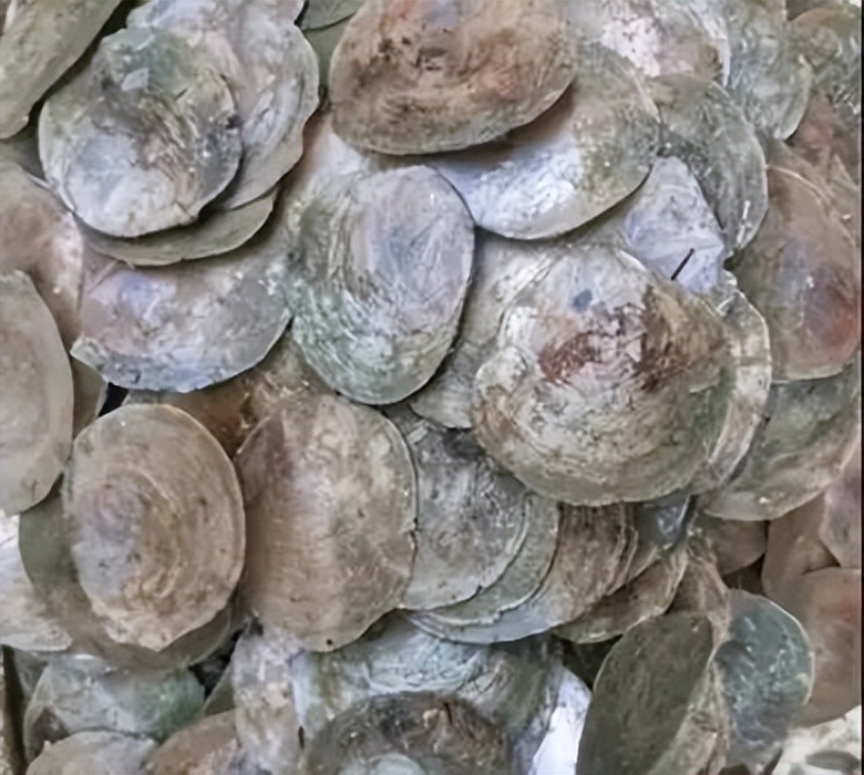 海南海鲜贝类有哪些,海南海鲜贝类