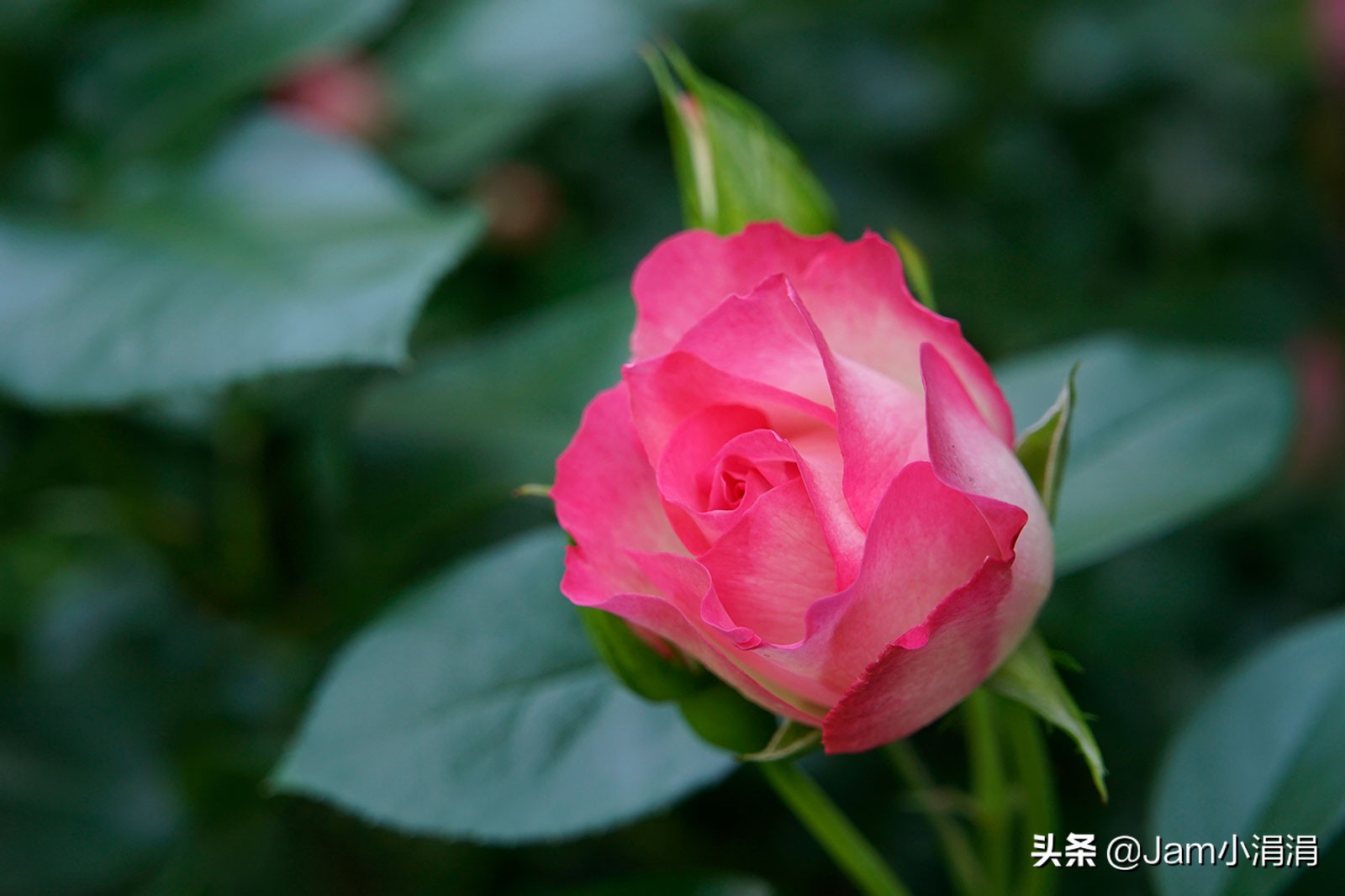 适合拍花的滤镜高级,拍春天适合用什么滤镜