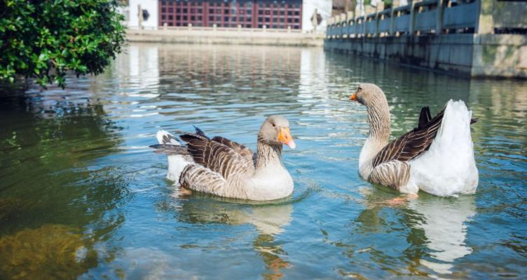 江浙沪8大五星级度假酒店任选,杭州度假高端酒店推荐