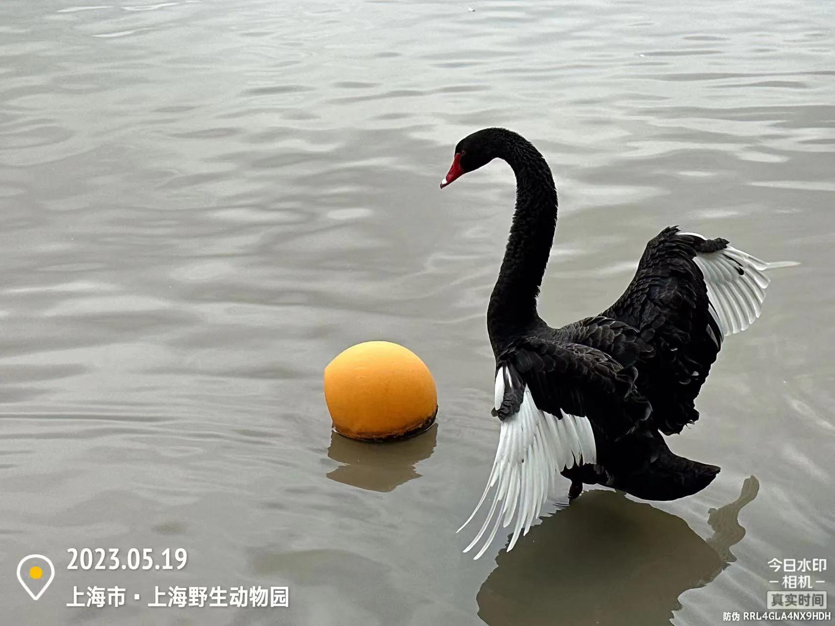 我喜爱的动物是小猫,什么动物招人喜爱