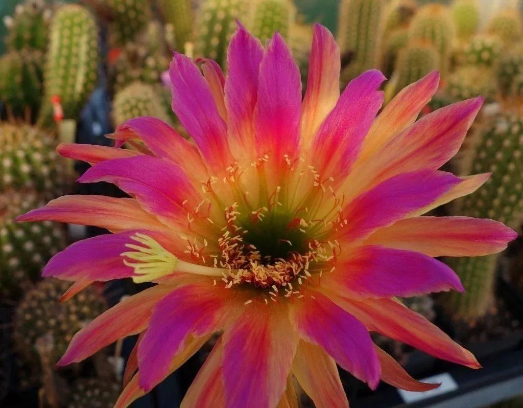 200种·仙人球开花图鉴，大开眼界，美到爆