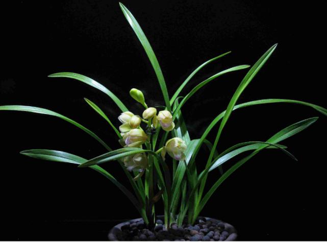 12星座专属什么植物好养,十二星座最适合养什么植物花