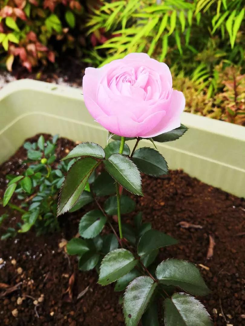 月季品种醉花,月季品种大全及图片欣赏