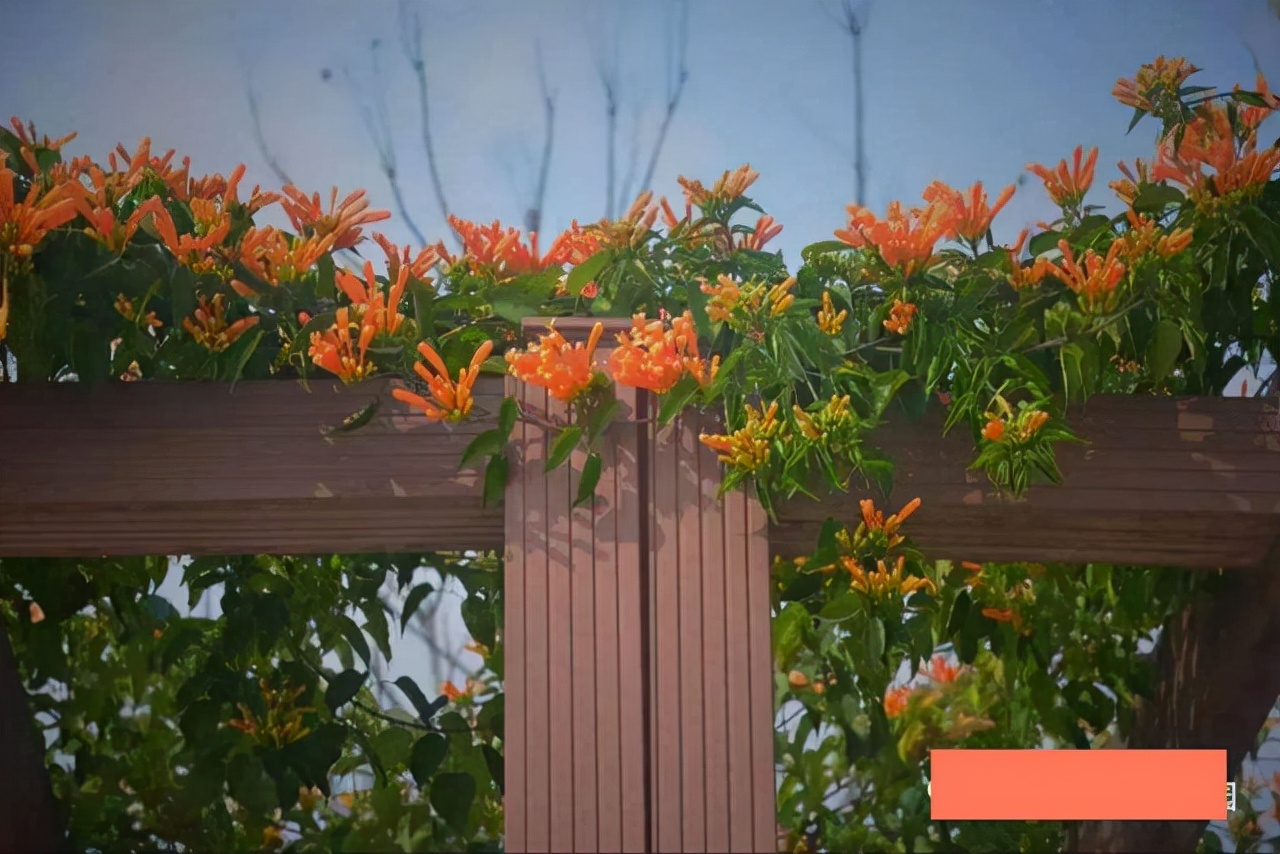 院子里葡萄架越来越少，不是不喜欢，而是这12种藤蔓植物能替代它