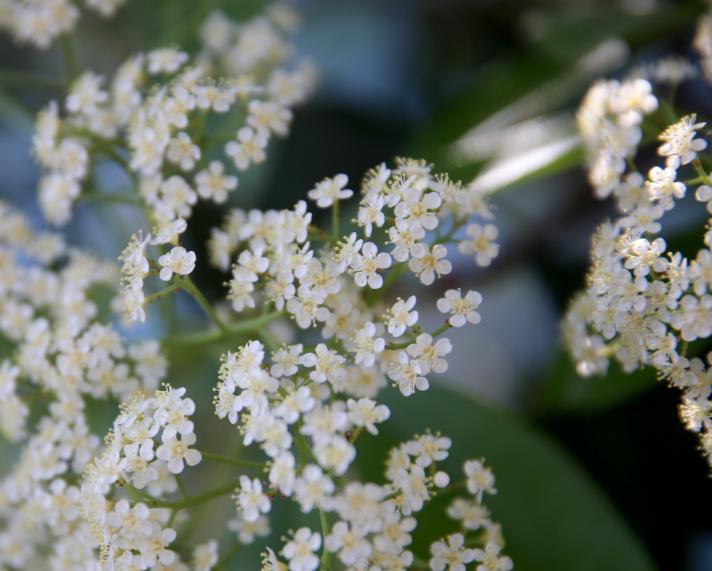 石楠冬日花开诗句,红叶石楠花诗句
