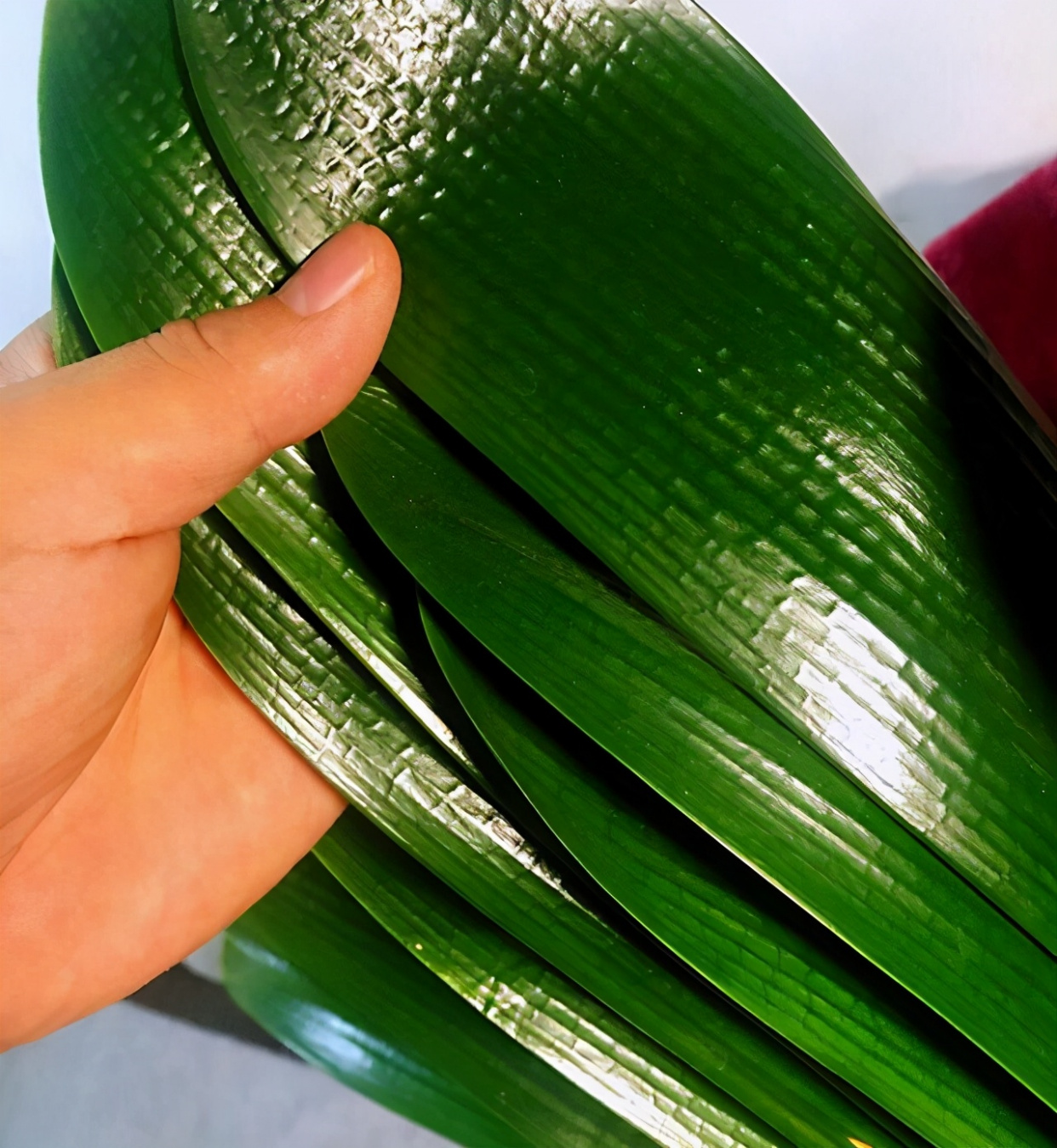 君子兰怎么摆放叶子不会长歪视频,君子兰在东阳台和南阳台正确摆放