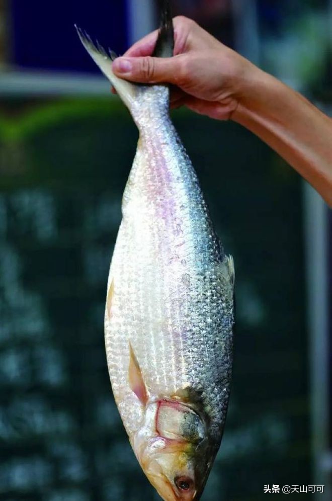 伏天什么淡水鱼好吃,三伏天鱼适合怎么烹饪