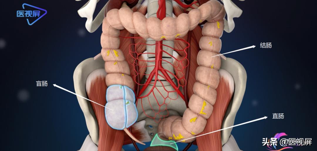 结肠肿瘤突变型多久长到15mm,直肠肿瘤长了23年