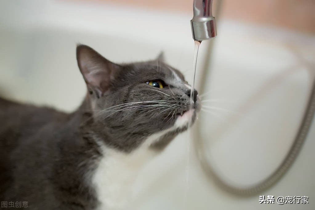 如何解决猫咪不爱喝水的问题,夏天热怎么让猫咪多喝水