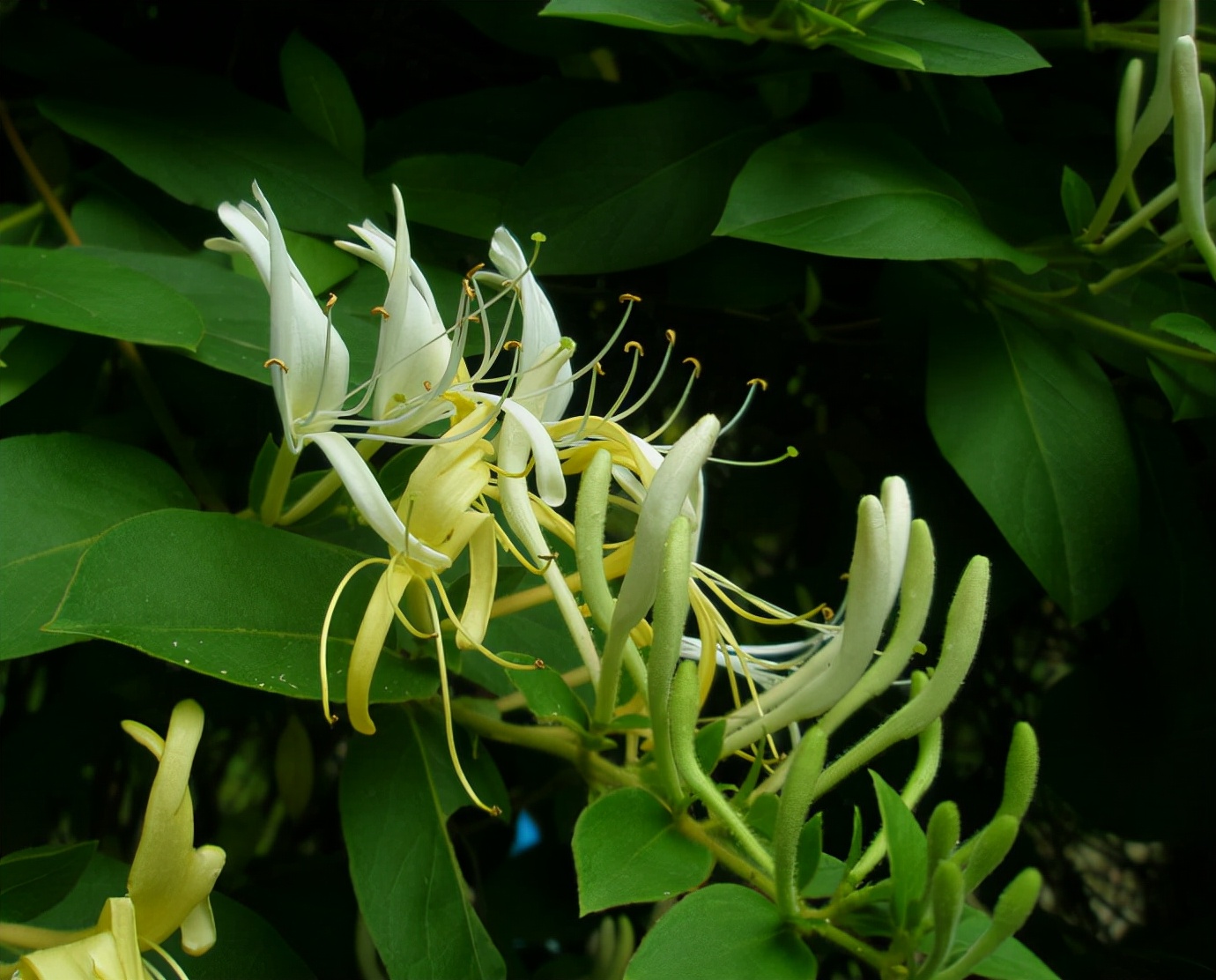 春游观赏的花有哪些,春天赏花什么花好看