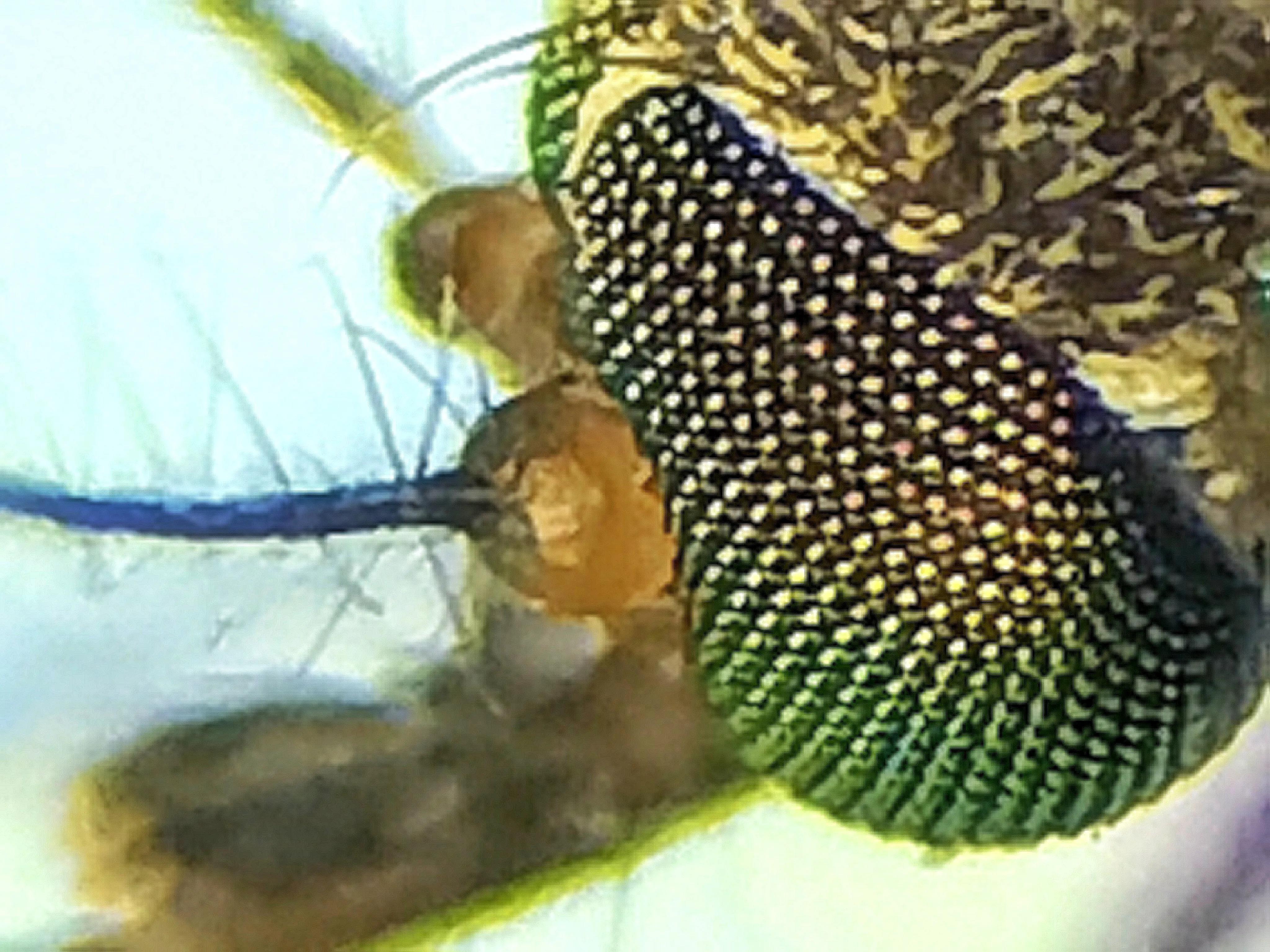 蚊子的眼睛到底有多小,蚊子眼睛是什么样子的