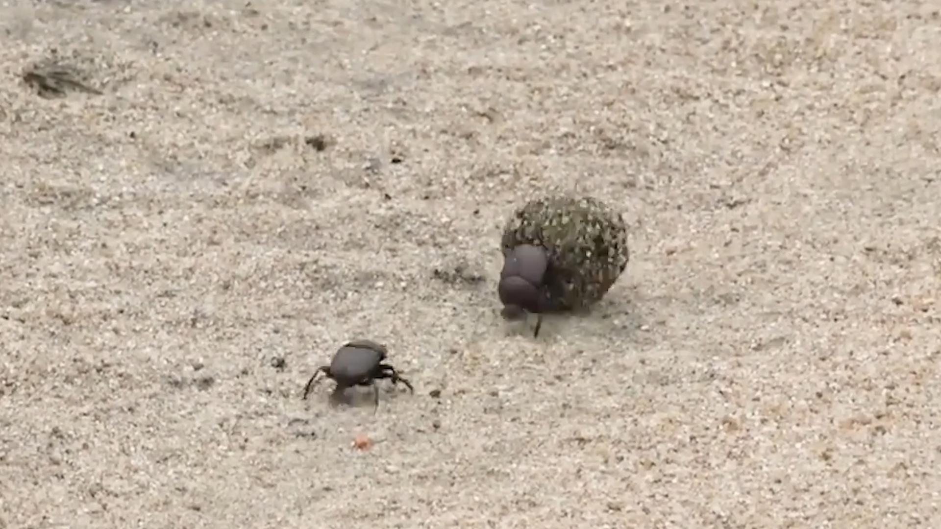 澳洲为什么进口屎壳郎,外国大量收购屎壳郎