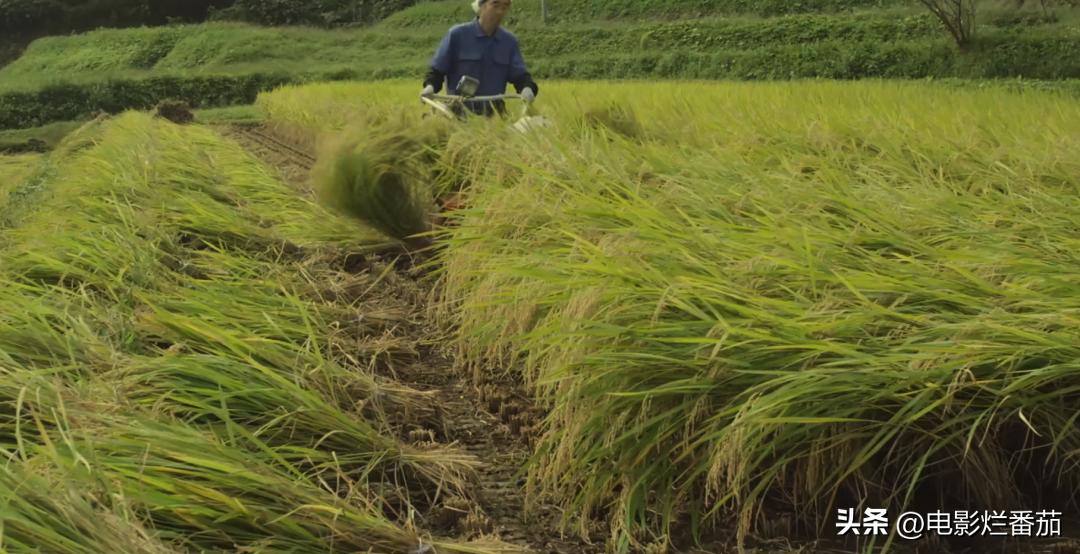 豆瓣9.0，日本乡间简素的一餐一饭，治好了无数人的“精神内耗”