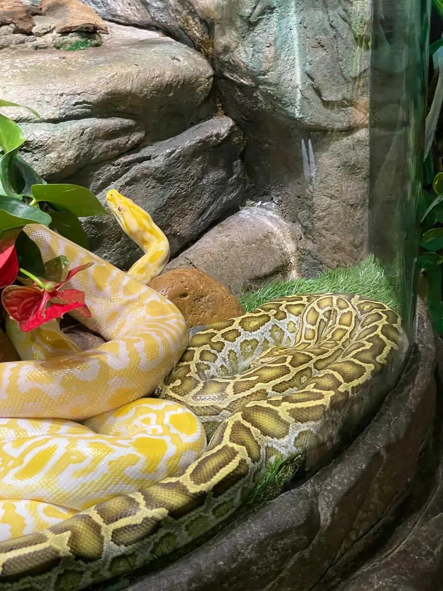 广州长隆野生动物园全部动物,广州长隆野生动物园所有动物介绍