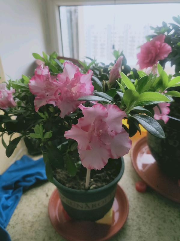 养花什么花是喜酸的,喜酸的花怎么养