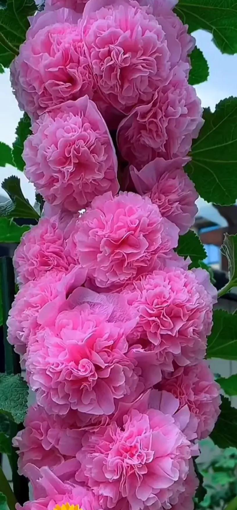 蜀葵花唯美大图片,世上最美的蜀葵花图片图文