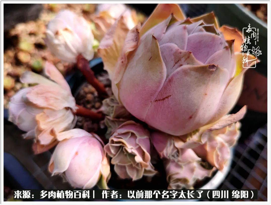 夏天山地玫瑰,小清新山地玫瑰