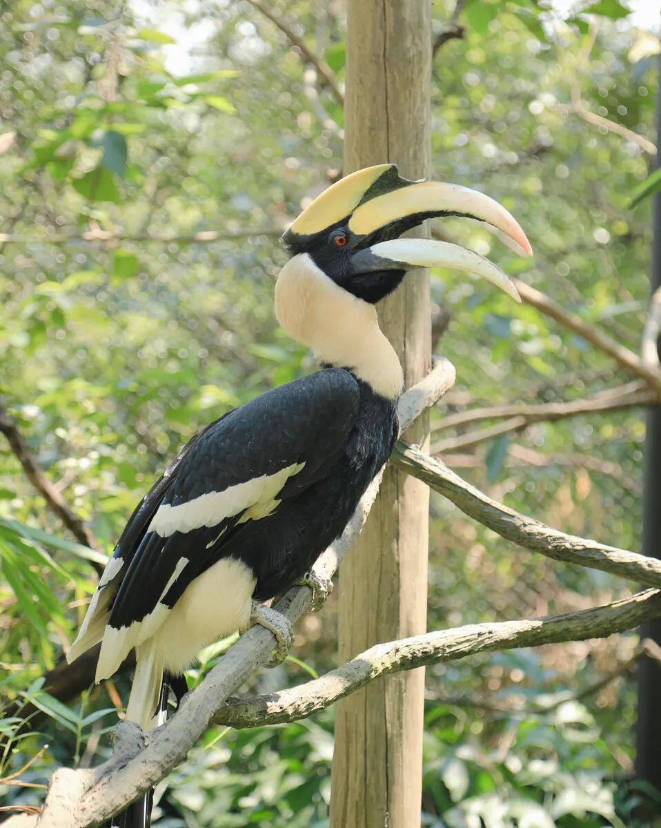 广州长隆野生动物世界有大象吗,广州长隆野生动物世界有多少动物