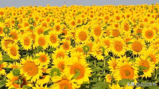 菠菜鸡蛋馅饺子的做法,菠菜鸡蛋馅饺子好吃吗