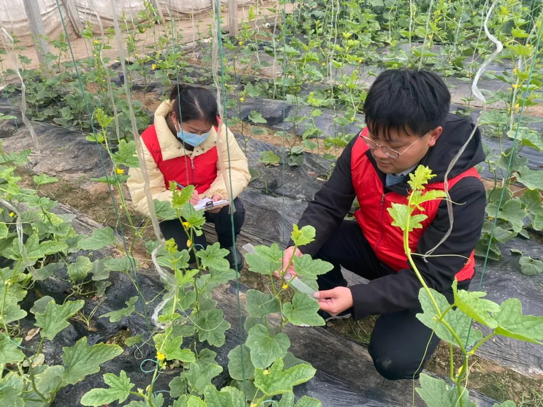 北方冬天，餐桌上的蔬菜水果与这些气象人有关！