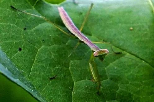 螳螂吃掉自己丈夫的头,螳螂为什么吃掉配偶螳螂吃蛇