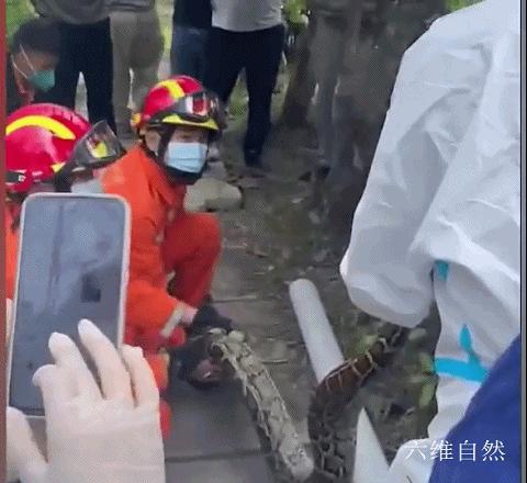 深圳一工地惊现50多斤重蟒蛇,广东一工地惊现蟒蛇