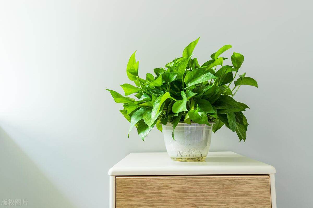 绿萝藤蔓过长怎么打理好看,绿萝藤蔓怎么养才会粗壮