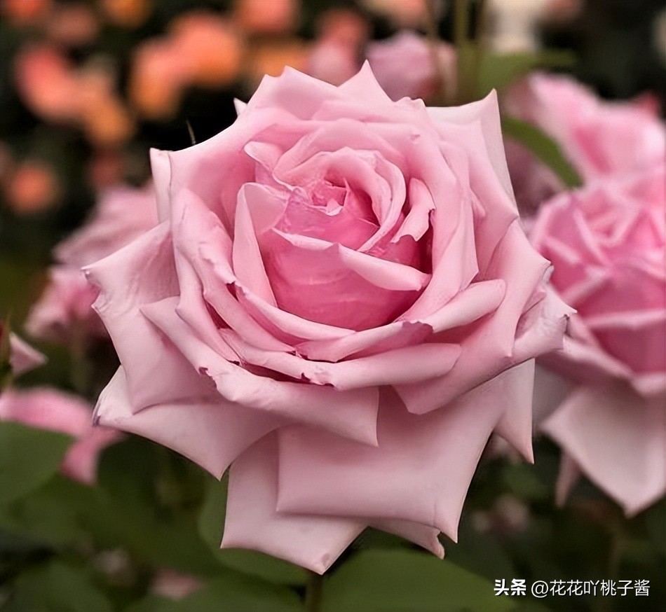 浓香型多季开花的月季,法国橙色浪漫月季