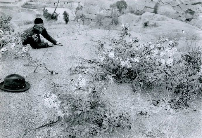 来自中国的入侵植物气味不可描述，美国人无奈年年要闻