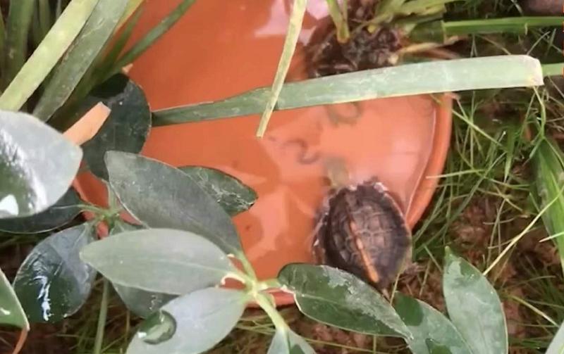 80cm鱼缸造景黄缘闭壳龟造景布局,黄缘闭壳龟450克到550克有多大