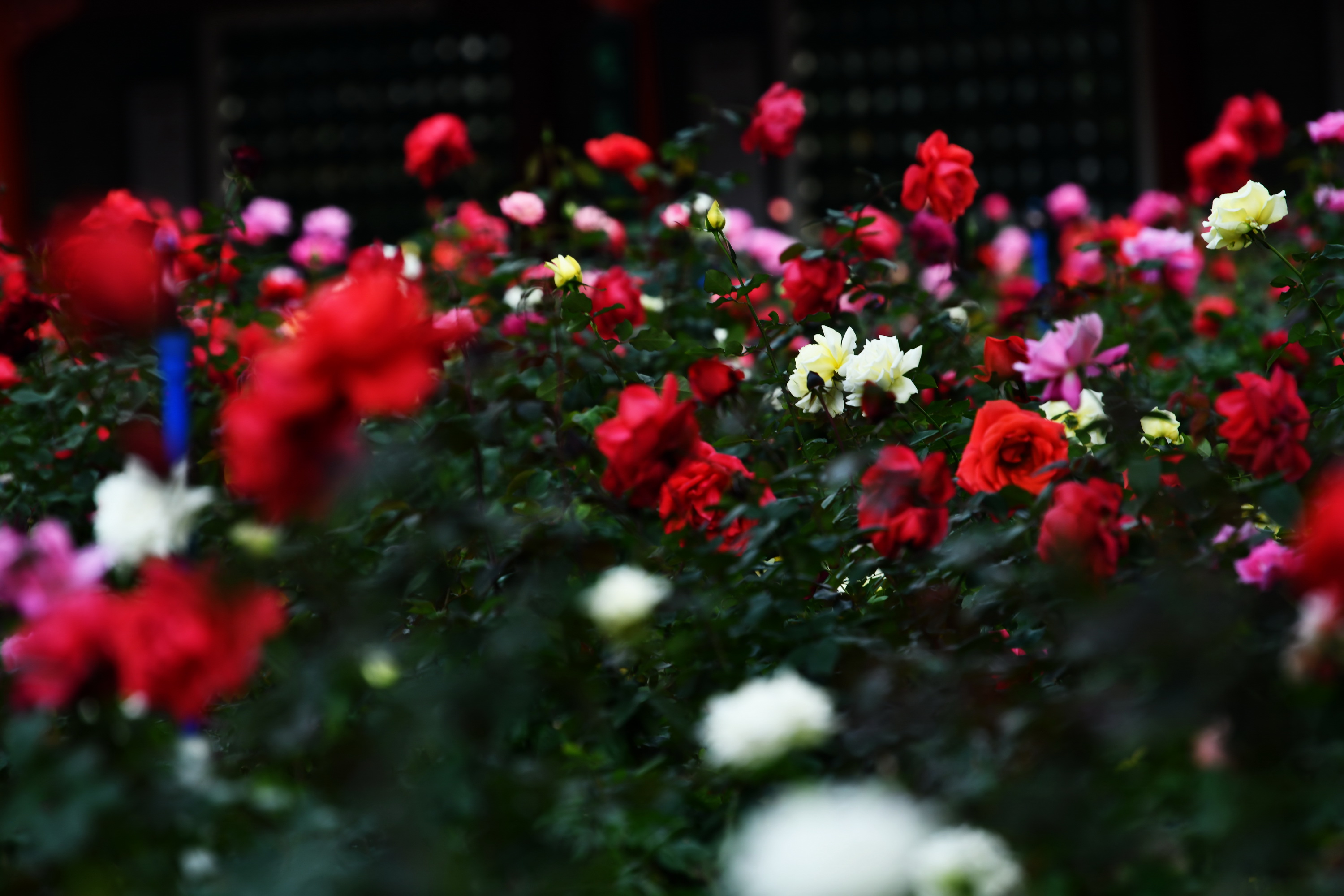 广州市番禺区宝墨园攻略,广州宝墨园景观