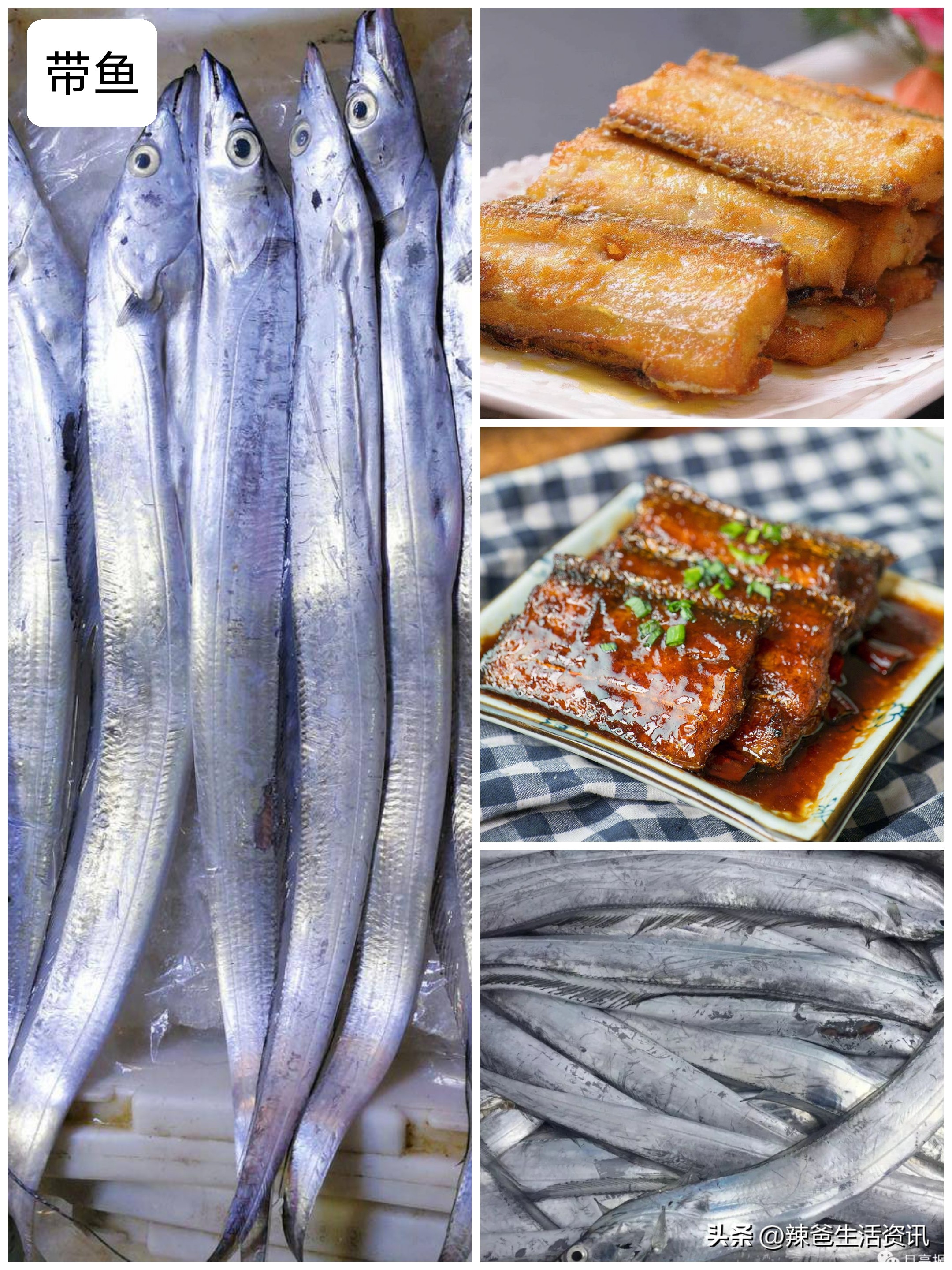 好吃的常见海鱼,比较好吃又便宜的海鱼有哪些