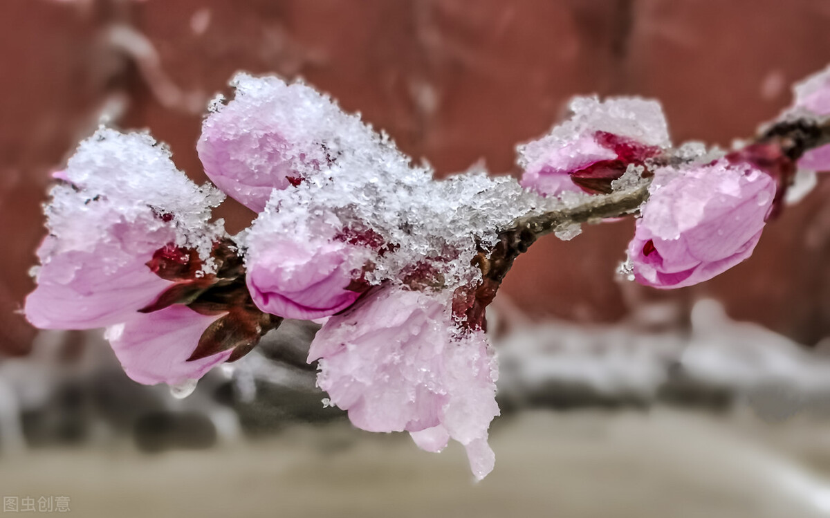 关于春花的古诗词绝美,关于春花的唯美的诗词