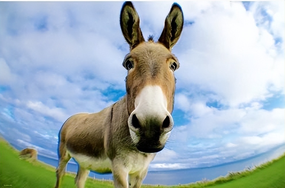 养一头驴一年可以赚多少,养多少头驴能赚钱