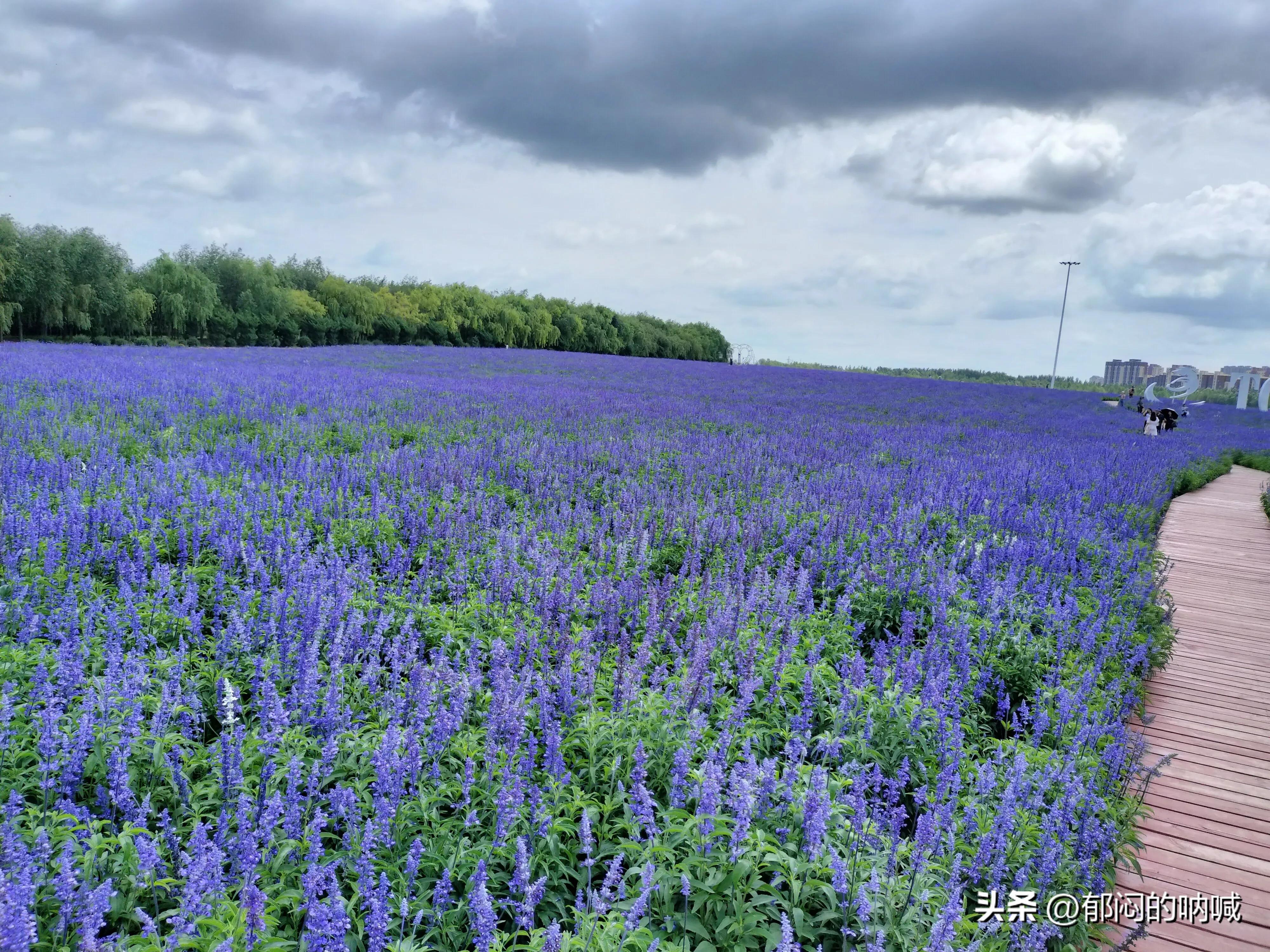 通辽薰衣草庄园门票,通辽薰衣草庄园四月