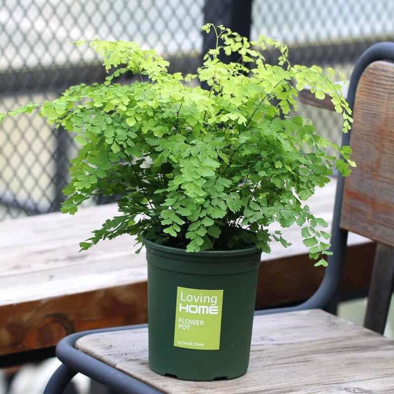 6种花适合养在卫生间吸潮气,家里有卫生间一定要养一盆