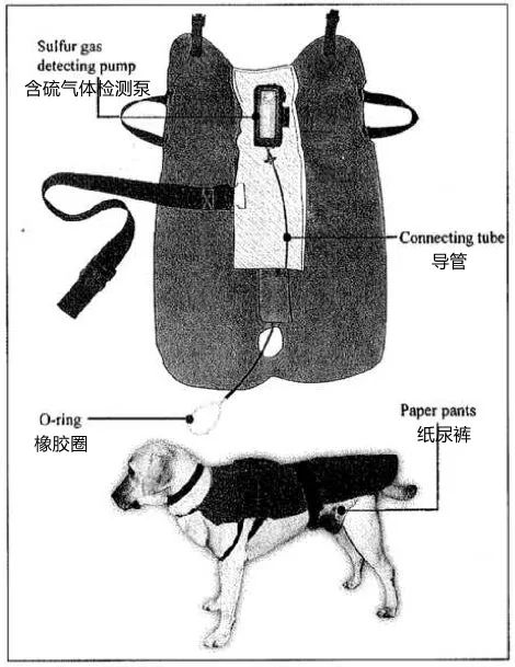 狗狗的屁是不是一股屎味,狗狗的屁有毒吗