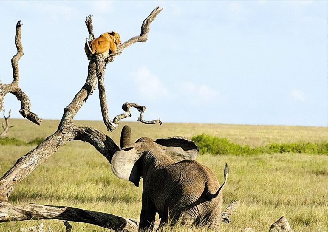 草原暴君？撵狮群，踹河马，压断犀牛肋骨，连路过的狗都要挨巴掌