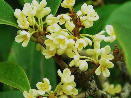 桂花的寓意与象征季节,桂花香味风水寓意和象征